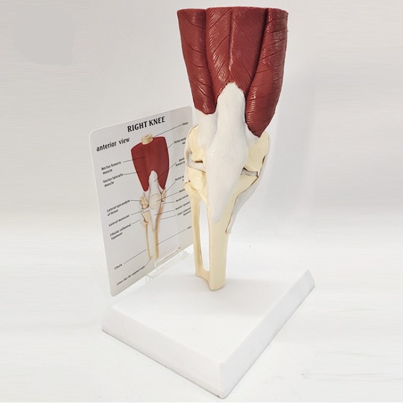 Electronics Repair School - Human Anatomy Skeleton Life Size Knee