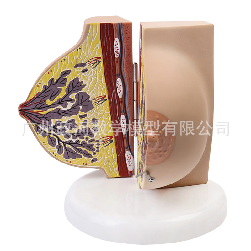 Human Female Quiescent Breast  - Electronics Repair School avis et prix