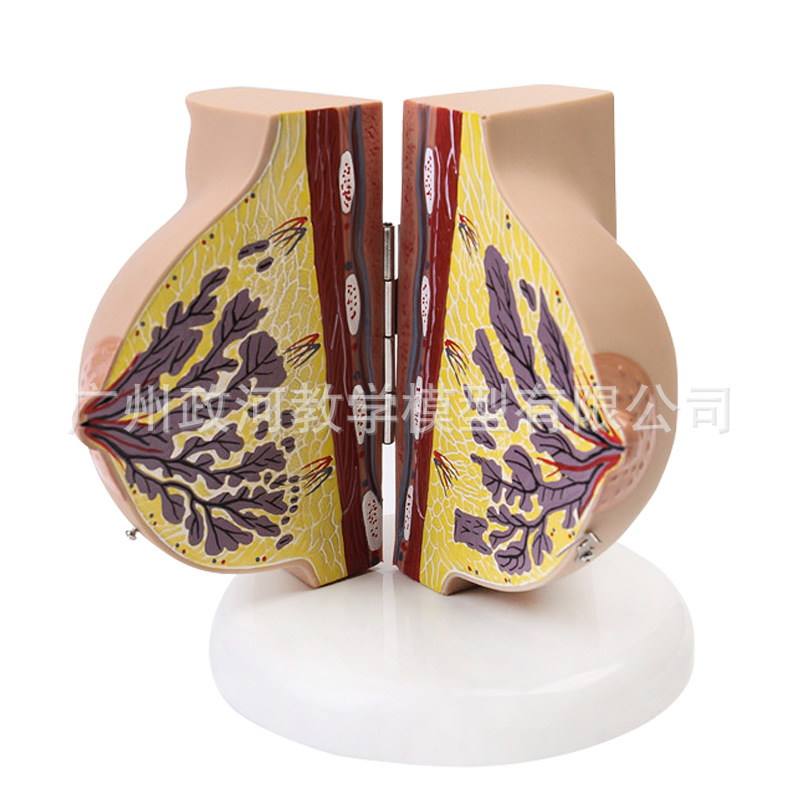 Human Female Quiescent Breast  - Electronics Repair School avis et prix
