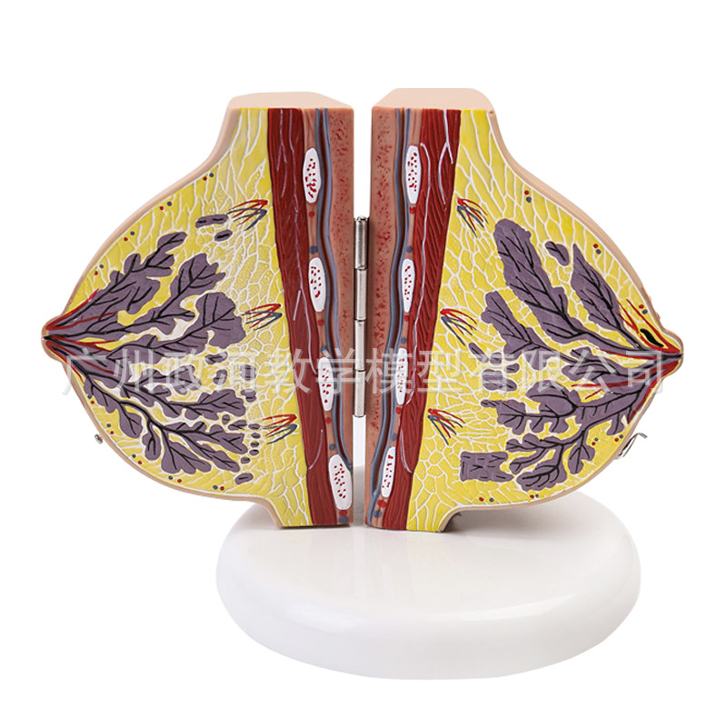 Human Female Quiescent Breast  - Electronics Repair School avis et prix