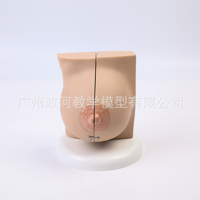 Human Female Quiescent Breast  - Electronics Repair School avis et prix