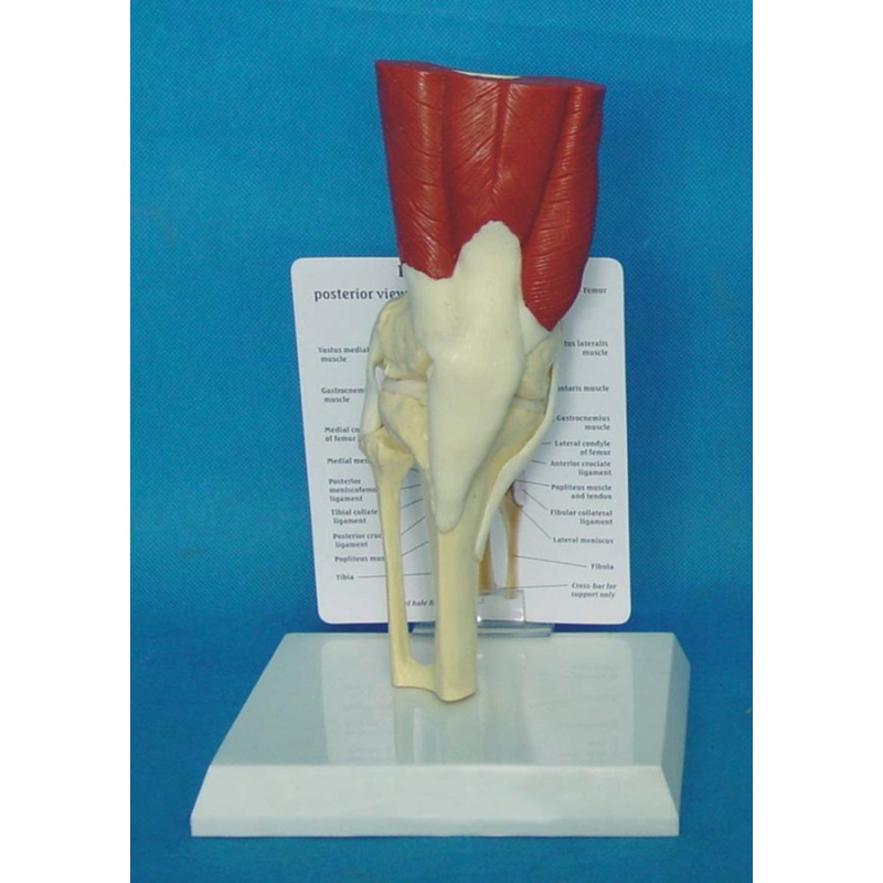 Human Anatomy Skeleton Life Si - Electronics Repair School avis et prix