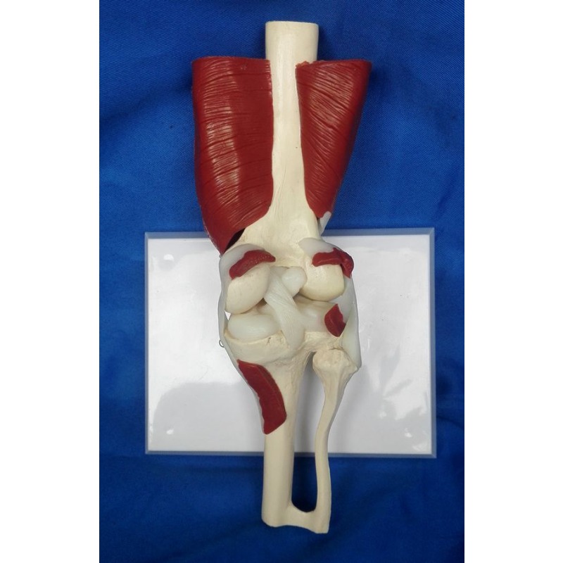 Human Anatomy Skeleton Life Si - Electronics Repair School avis et prix