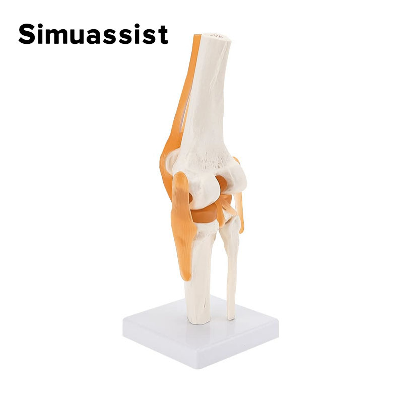 1:1 Flexible Knee Joint Model  - Electronics Repair School avis et prix