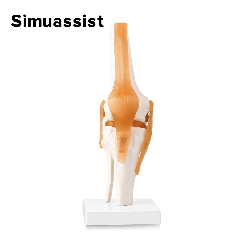 1:1 Flexible Knee Joint Model  - Electronics Repair School avis et prix