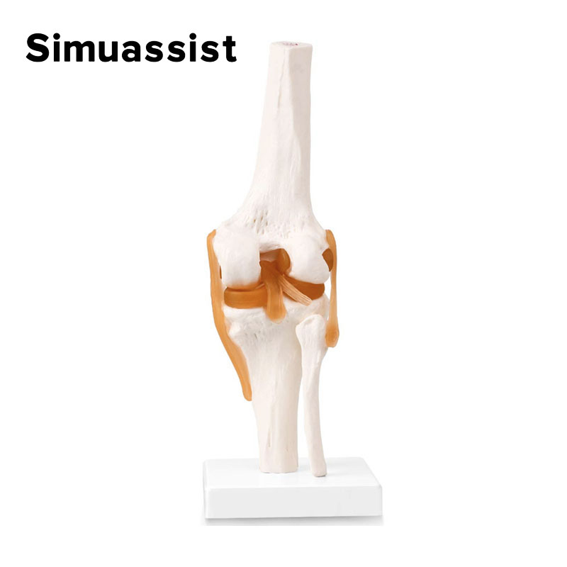 1:1 Flexible Knee Joint Model  - Electronics Repair School avis et prix
